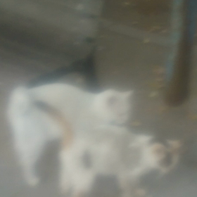 皆さんへ&しらゆきちゃん動画ですの画像