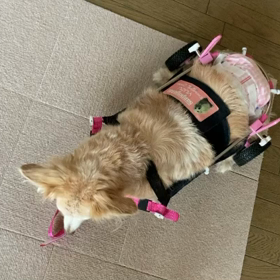 車いす装着3回めの画像