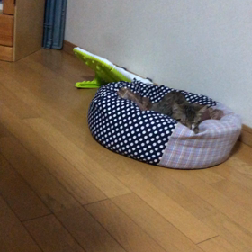 先住猫デールのストレスを軽減する為のルーティーンの画像