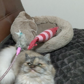 遊ぶにゃの画像