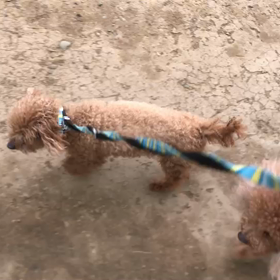 ♪お散歩動画♪代々木公園♪の画像