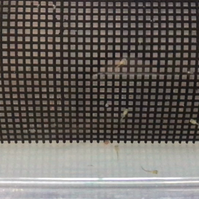 フルゴールド リボン  産仔の画像