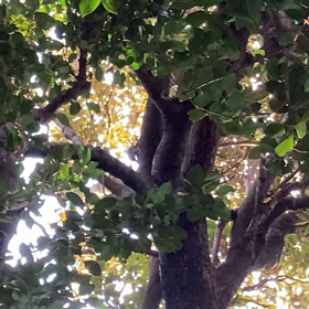 ガチなキツツキの画像