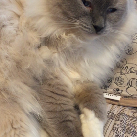 バグる、ハクる？の画像