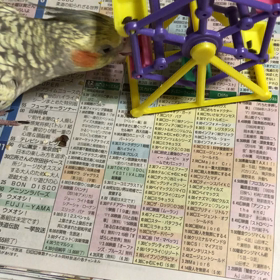 犬なの？鳥なの？の画像