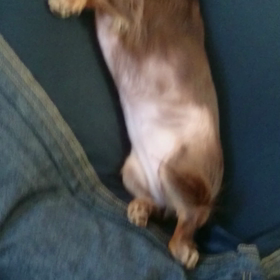 ダメムギ(´▽｀；)ゞの画像