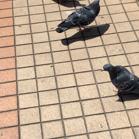 きょうの鳩友3／動画の画像