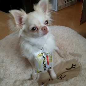 売れ残る⁉の画像