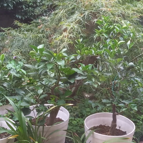 初めて見る実の画像