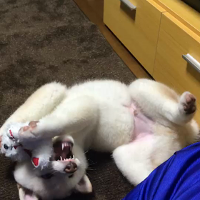 ちょい前のときくん 人形ブンブン丸する(*´艸`*)の画像