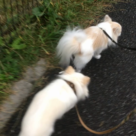 二匹の散歩の画像