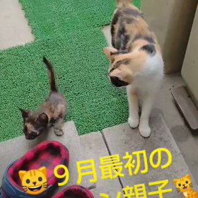 ９月最初のなづニャン親子(=^ェ^=)の画像