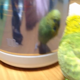 おしゃべりぴーちゃんの画像