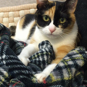 みけのふみふみ。の画像