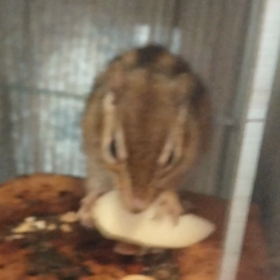 信濃ゴールドの画像