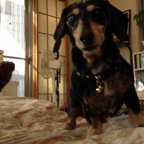 しっぽフリフリした割にはの画像