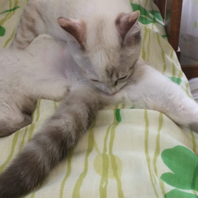 毛づくろいの画像