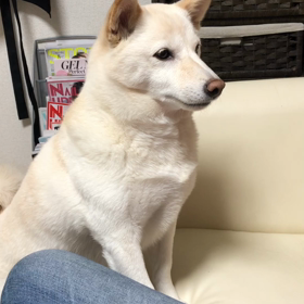 我が家のゆきちゃんの画像