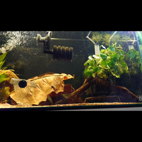 ゼブリーナ繁殖_換水の画像