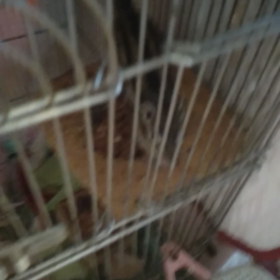 デラウェアの画像