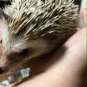 117日目晴栗さん少し太るの画像