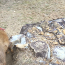 にゃんこの画像