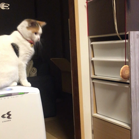 ピンポーンの画像