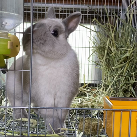 接待部長　たんじ君の画像