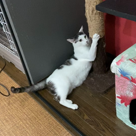 今日はアインシュタイン記念日の画像