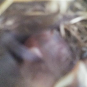 つばめの観察日記36日目(^-^)①の画像