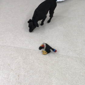 ♪プレイルーム動画♪の画像