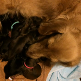 メイちゃんと8匹の子育て(② 赤ちゃん返り？)の画像