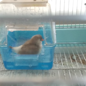 入れたねの画像