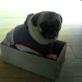 素顔の自分　家の愛犬もどうぞ( ・∀・)の画像