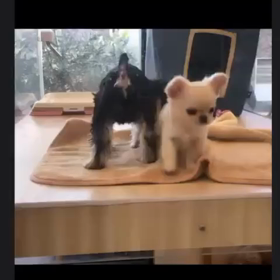我が家に来て5ヶ月がたった♡の画像