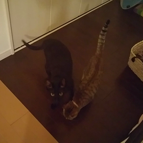 ごはんをください！の画像