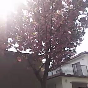 a8公園にの画像