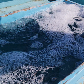 激レアスマガツオ補充しました！の画像