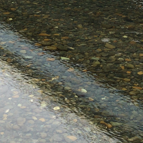 川見てきたけど…の画像