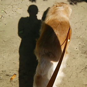 今日は暑いですの画像