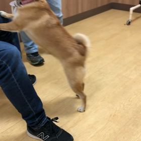 今日はお父さんとお座りのお稽古です。の画像