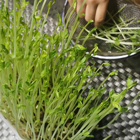 りりか、豆苗かりとりをするの画像