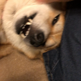 痒そうなんです。の画像