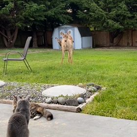 HanaとMimiと鹿の画像