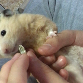 ゴリゴリの画像