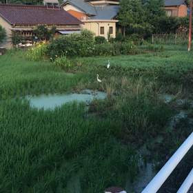 この鳥なんの鳥？の画像