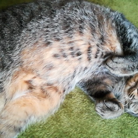 リク　時々　激甘の画像