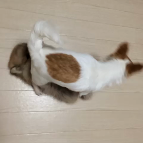 くるみ×ぽんた＼(^o^)／の画像