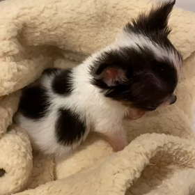 チワワの赤ちゃん容体急変の画像