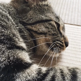 つよむし  音源の画像